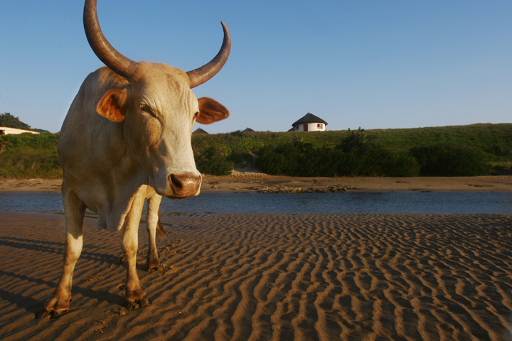 eastern provence transkei south africa bull